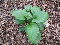 Big Mama Hosta / Hosta 